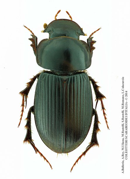 Acrossus laticollis, maschio 